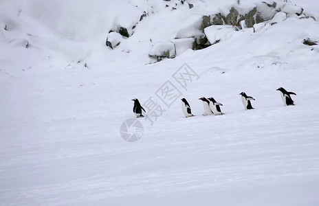 年轻的湖皇帝企鹅殖民地南极洲天皇企鹅殖民地在南极洲雪山冬天图片