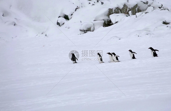 年轻的湖皇帝企鹅殖民地南极洲天皇企鹅殖民地在南极洲雪山冬天图片