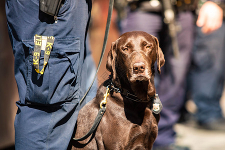 小狗巡逻美国K9警犬与白天值班的警官K9犬和执勤的官一起图片