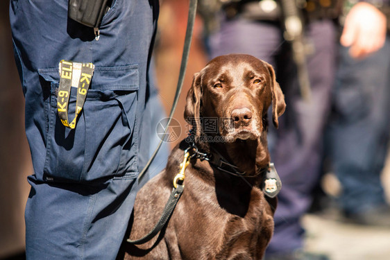 小狗巡逻美国K9警犬与白天值班的警官K9犬和执勤的官一起图片