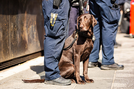 安全K9警犬与白天值班的警官K9犬和执勤的官一起生气图片