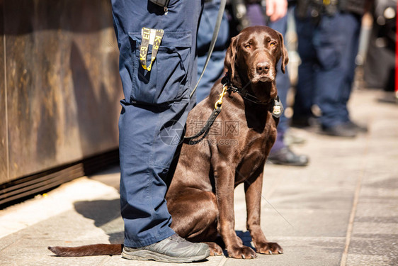动物小狗成人K9警犬与白天值班的警官K9犬和执勤的官一起图片
