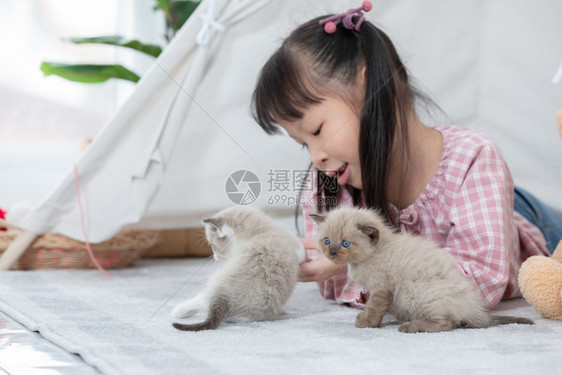 毛茸的在家里玩猫小姑娘朋友船概念c在家玩猫朋友船概念狗真实的图片