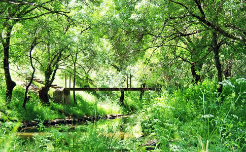 绿色葡萄牙森林中的木桥梁溅坝图片