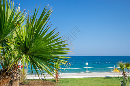 夏天椰枣树的叶子与棕榈清蓝天空叶子对立旅行春天图片