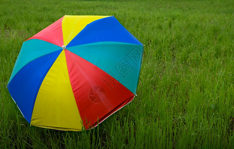 农场秋天户外在播种稻田放置的多彩雨伞图片