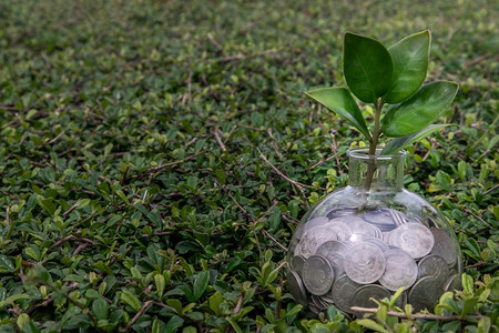 退休在硬币堆上生长的树苗在绿色自然背景的玻璃瓶中业务增长的象征和省钱的投资理念文本输入空间选择焦点富有的植物群图片