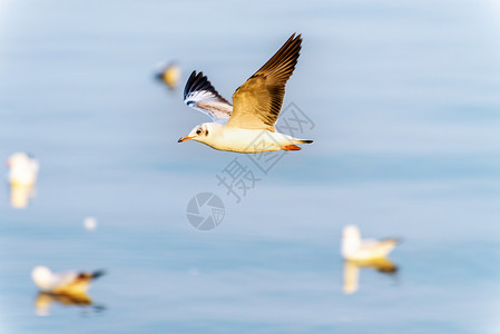 航班天空在美丽的自然景观中动物作为背景特端观海鸥鸟在日落的蓝海中快乐地飞行BangpuReconcationCenter著名的旅图片
