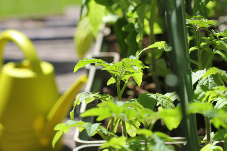 容器蔬菜园艺露台上的菜园花容器中种植的西红柿花容器中种植的西红柿叶子家阳台图片