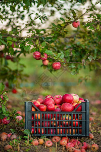 秋天果园绿草上篮子和盒里的红苹果秋天在农场收获和采摘苹果秋天园里绿草上的篮子和盒里红苹果喝乡村季节图片