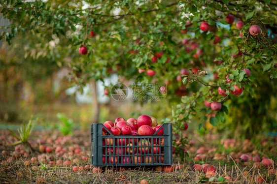 自然维生素秋天果园绿草上篮子和盒里的红苹果秋天在农场收获和采摘苹果秋天园里绿草上的篮子和盒里红苹果阳光图片