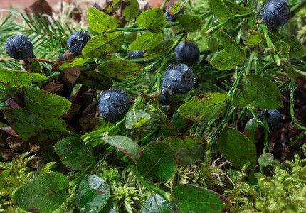 森林下雨后布希有蓝莓森林中自然背景蓝莓由阳光照亮的水滴自然背景植物健康秋天图片