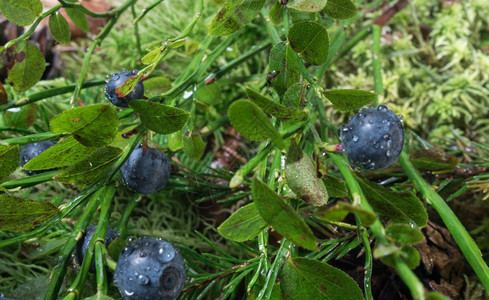 新鲜森林下雨后布希和蓝莓森林里有和水滴的营养健康图片