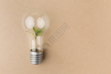 电灯泡里的植物图片