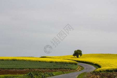 美丽的乡村环境黄色甘露田山上树和路图片
