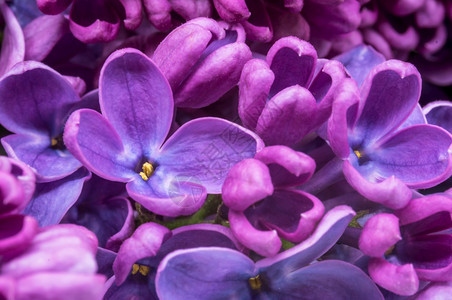 紫色花团的一束朵红团开自然有香味的图片
