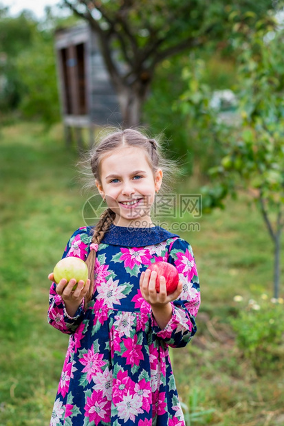 红色的甜美姑娘有苹果在花园的手农场花园里有苹果在花园里的手中健康女士图片