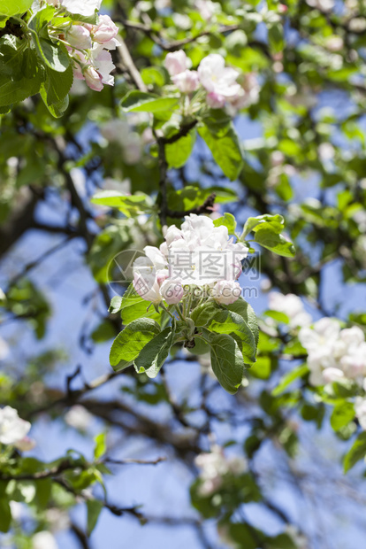 分支花期果园中苹树的白色大炎春天变暖白苹果花朵樱桃图片