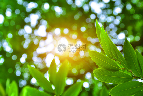 分支新的绿色叶自然大阳光照背景美观生活图片