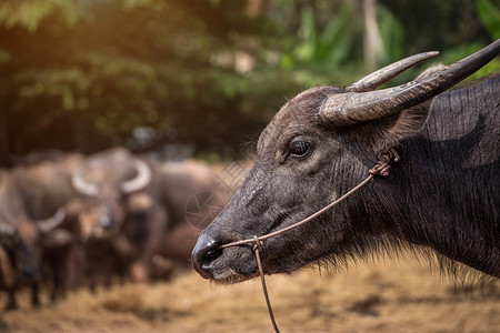 生活泰国农场的水牛集团热带强的图片