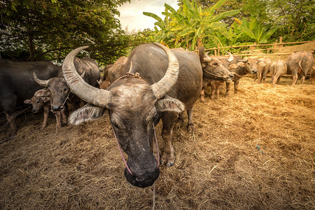 文化动物群黑色的泰国农场水牛集团图片