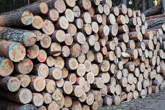 燃料森林木板一看大堆的原木林业图片