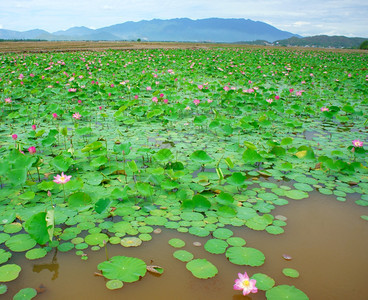越南花朵莲粉红绿叶子在水上越南NhaTrang农村的莲花池如此美丽和谐惊人的生态环境充满活力芽庄开花图片