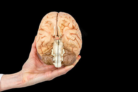 情绪思考疾病女手持模拟人类大脑半球模型与黑人背景隔绝妇女手持型人脑图片