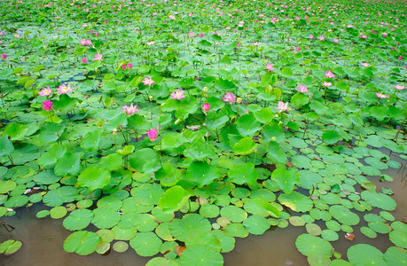 越南花朵莲粉红绿叶子在水上越南NhaTrang农村的莲花池如此美丽和谐惊人的生态环境植物学群花的图片