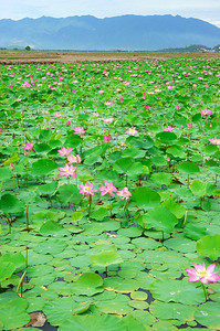 花束越南朵莲粉红绿叶子在水上越南NhaTrang农村的莲花池如此美丽和谐惊人的生态环境印象图片