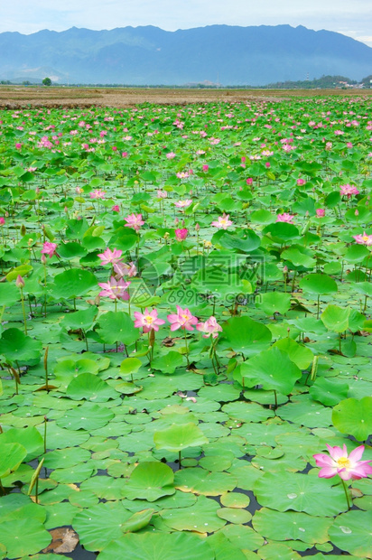 花束越南朵莲粉红绿叶子在水上越南NhaTrang农村的莲花池如此美丽和谐惊人的生态环境印象图片