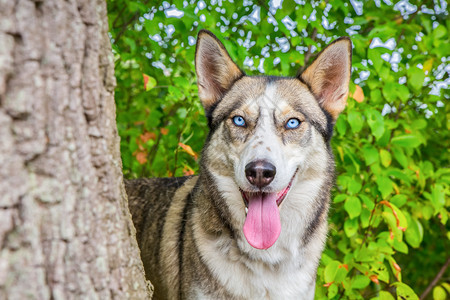 沃尔夫什哈斯基狗在树干旁边盯着自然的树干常设蓝色哈士奇图片