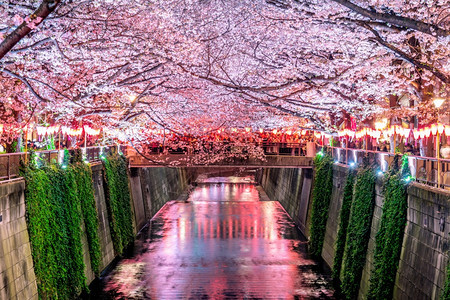 季节观看日本东京Meguro河沿岸的樱花流开图片