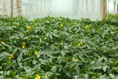 颜色在植入土壤之前在春底薄膜温室中种植番茄树苗框架幼图片