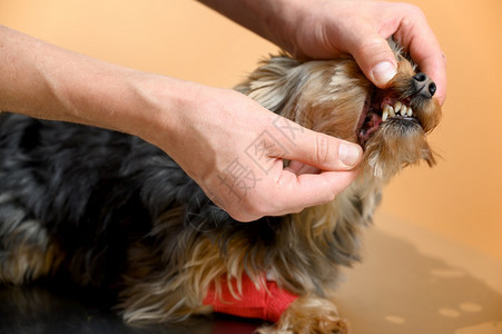 医疗的动物院兽检查狗牙齿的特写视图高质量照片兽医检查狗牙齿的特写视图图片
