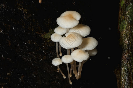 毛茸细节云在树皮干上的森林里一只小白蘑菇图片
