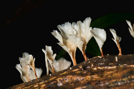 质地有机的自然在树皮干上的森林里一只小白蘑菇图片