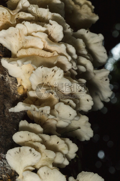 在树皮干上的森林里一只小白蘑菇毛茸印度人棕色的图片