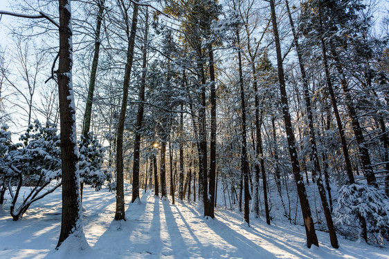 冬季森林阳光下的雪景图片