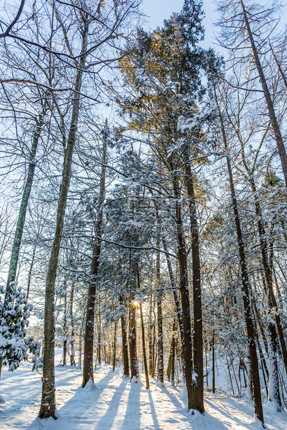 冬季森林阳光下的雪景图片