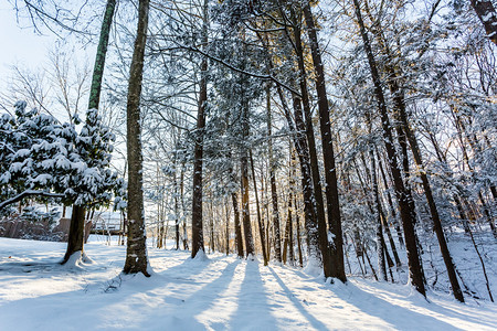 冬季森林阳光下的雪景图片