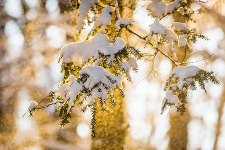 冬季森林阳光下的树枝雪景图片