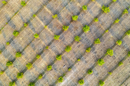 农场空中摄影年轻绿树的顶端景色农业田耕种土地栽培的乡村图片