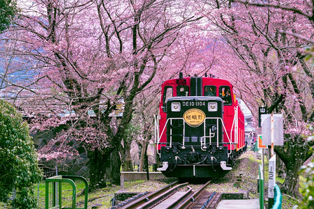 樱花隧道复古的浪漫的高清图片