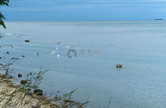 三只鸟在海中的岩石上水鸟站在岩石上水禽站在岩石上三只鸟在海中的岩石上鸟类旅行翅膀图片