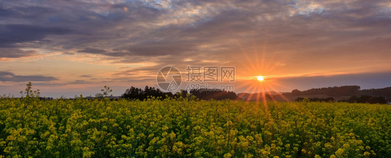 油菜花田下的落日图片