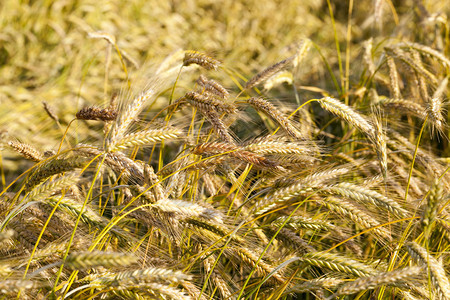 太阳晚上夏季天田里黑麦的耳朵不同颜色用于获取食物的植细节单位千分之五成熟图片