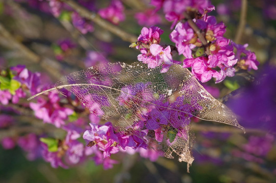 颜色月桂树以金的旧透明叶骨架水平图象在梅泽里翁树枝上用阳光照亮的粉红花朵芫图片