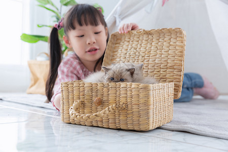 女孩们窗户国内的在家里木篮子玩猫的小女孩朋友概念在家中玩猫图片