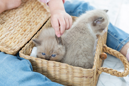 漂亮的婴儿在家里木篮子玩猫的小女孩朋友概念在家中玩猫友谊图片